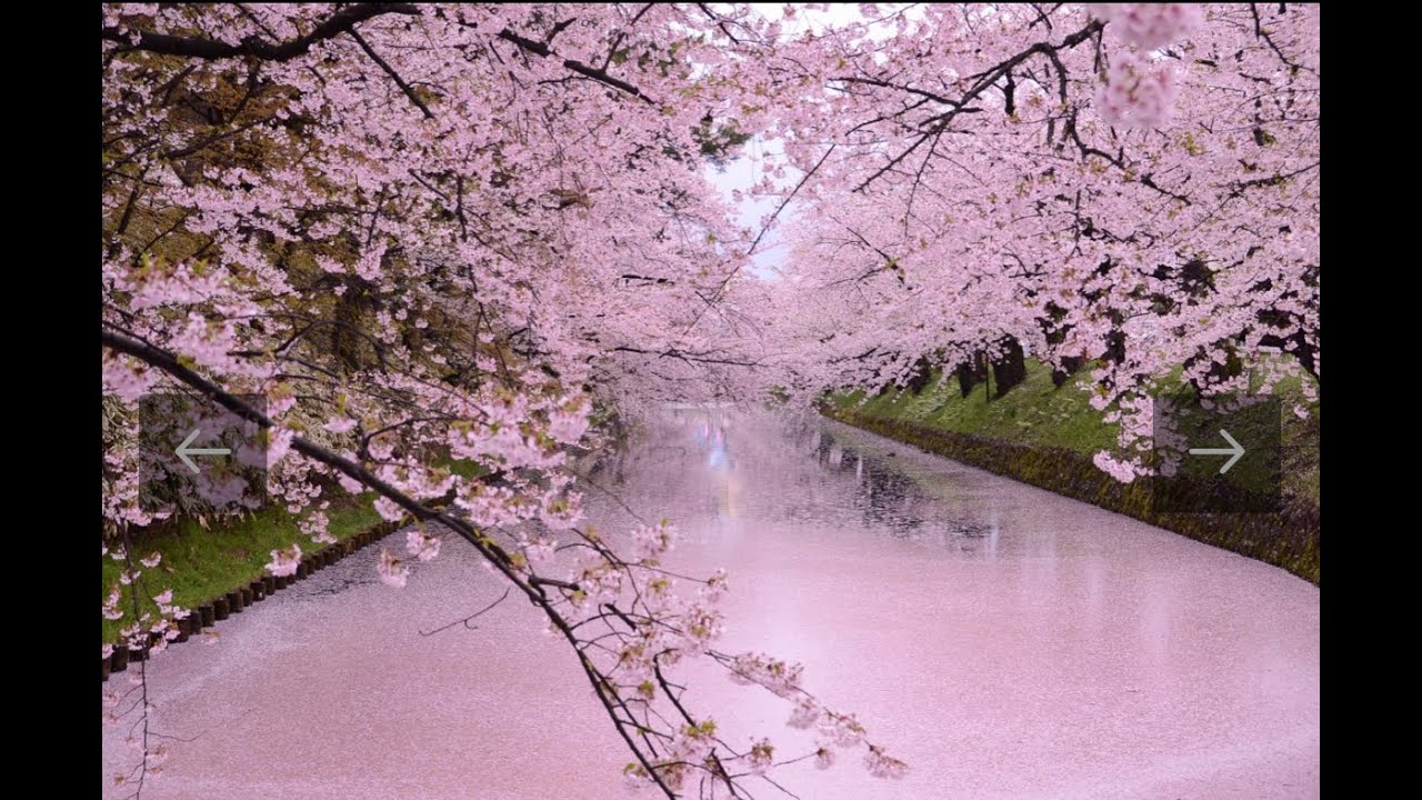 (HIROSAKI PARK - Pink flower river )#Pink #Hirosaki #Japan #Beautiful place #Sakura #Traveling