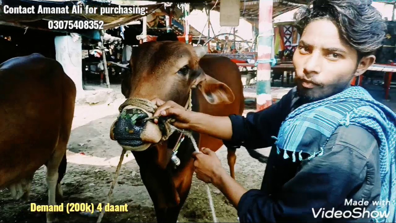 Bulls for sale (11/06/2020) #bakrarid #bakraeidlahore #eiduladha
