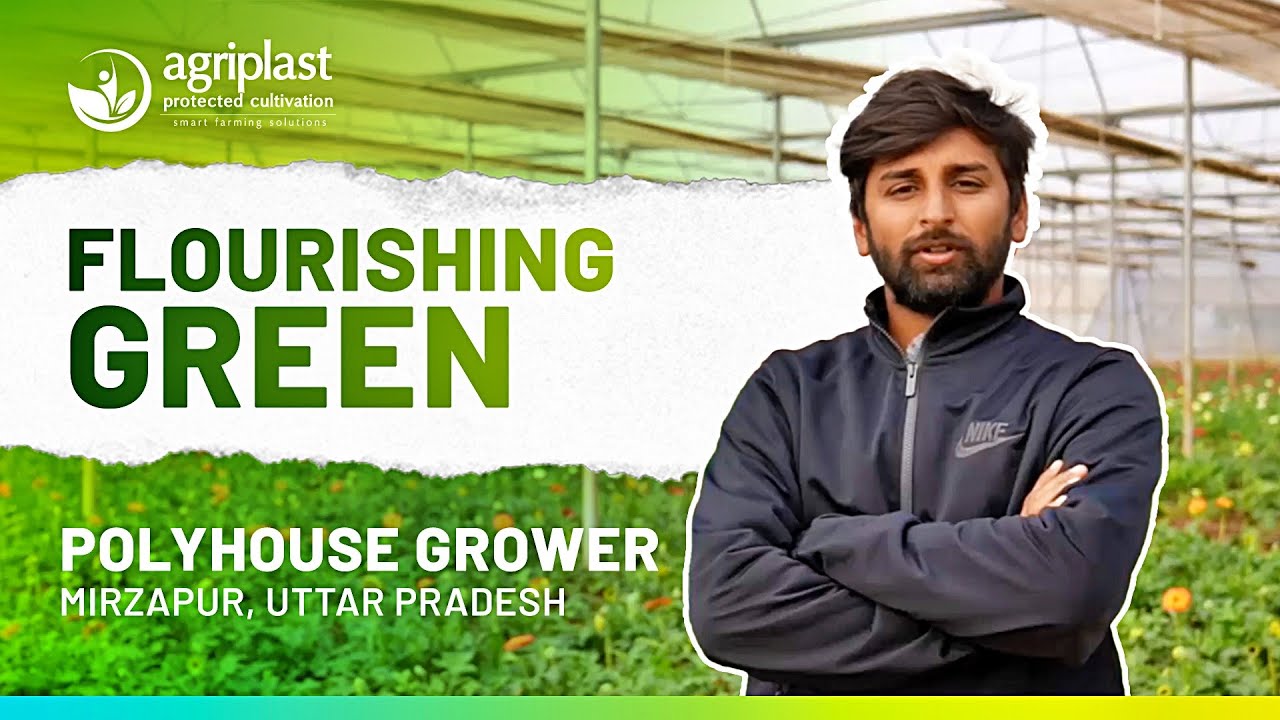 The Flourishing Green: Balesh Pratap Singh's Success Story with Agriplast Polyhouse | Mirzapur UP