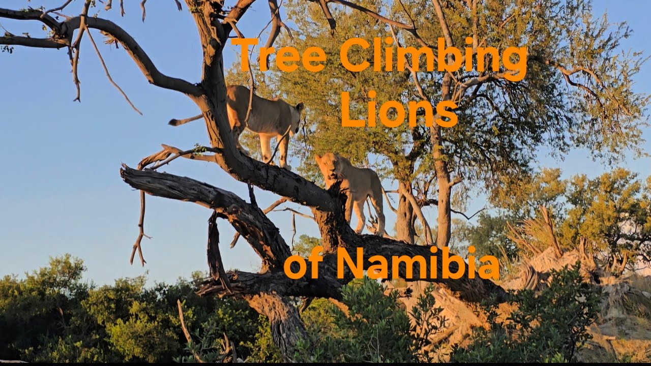 The Tree Climbing Lions of Northern Namibia
