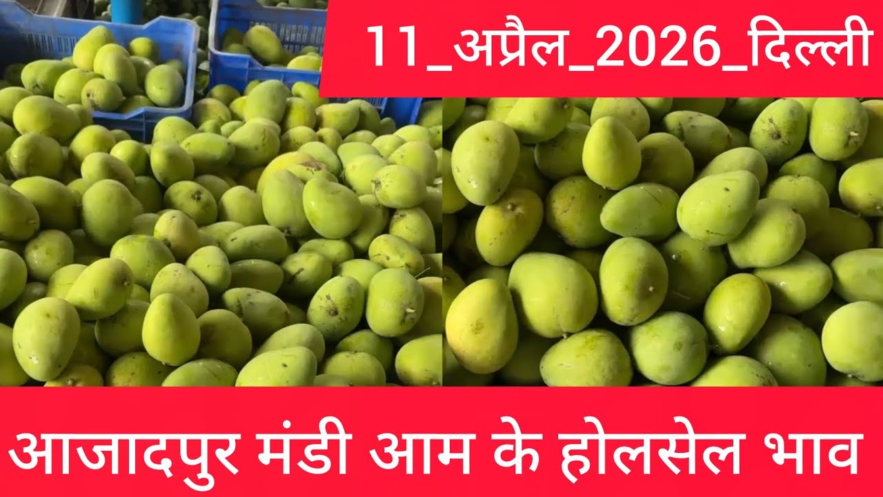 11 April 2026 दिल्ली 🥭 आम का भाव Azadpur Delhi Mandi Today Mango Market Price Aam Ka Aaj Ka Rate