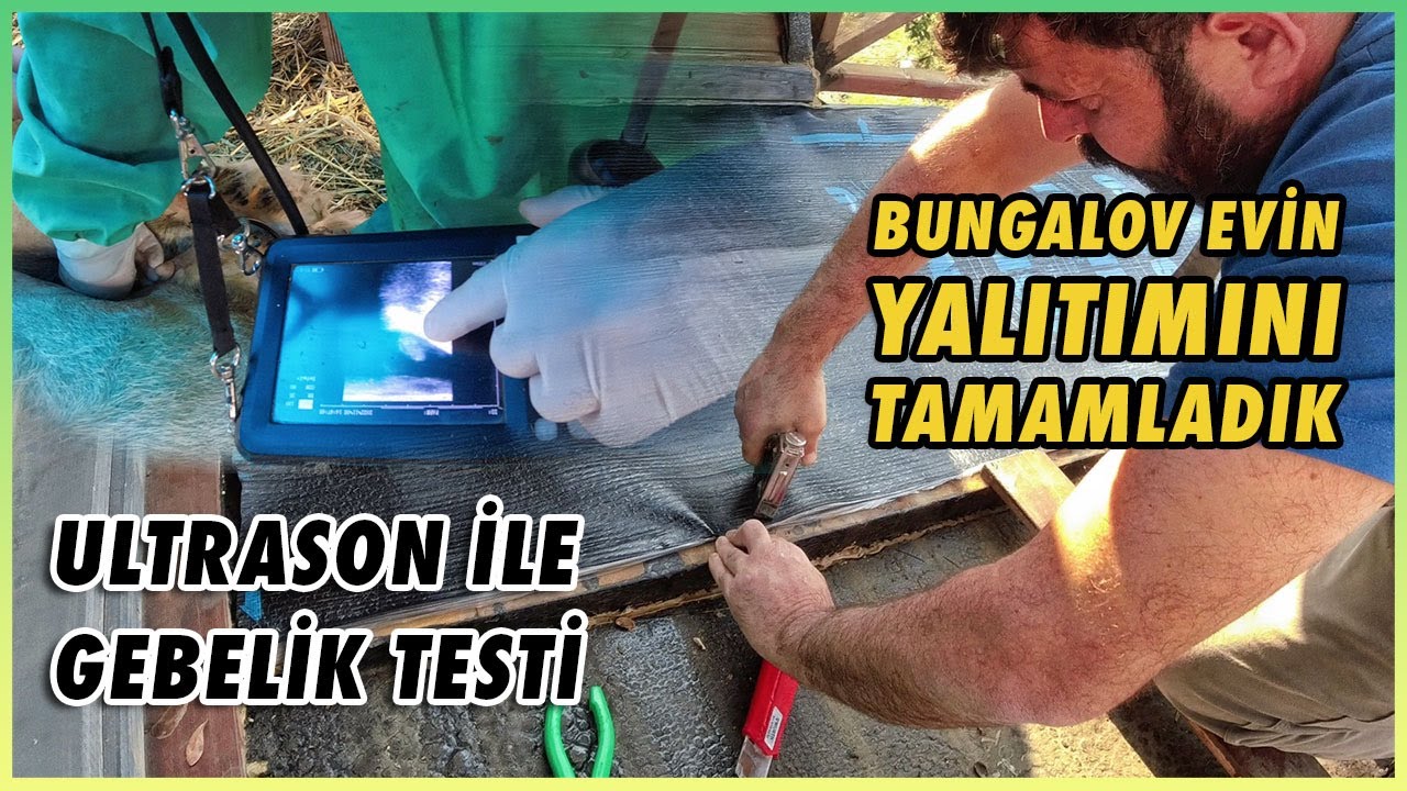 Ultrason ile Gebelik Testi Yaptık | Bungalov Evin Yalıtımını Tamamladık | Köy Yaşamı