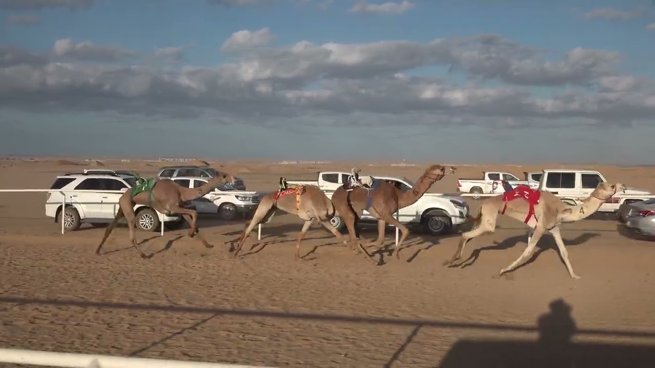  الشوط 1 جذاع بكار 5كم ( خيره: فرج بن حماد البلوي) سباق الميادين 6
