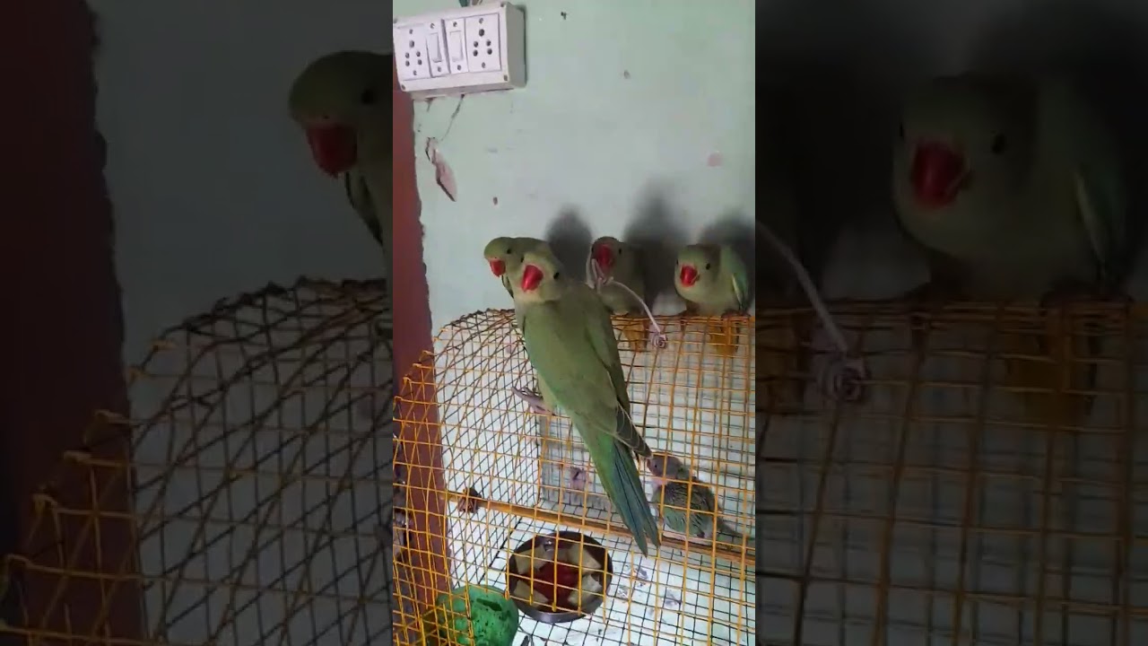 Family members parrots love story status ❤️ video |#family #parrot #love #story #status #shots