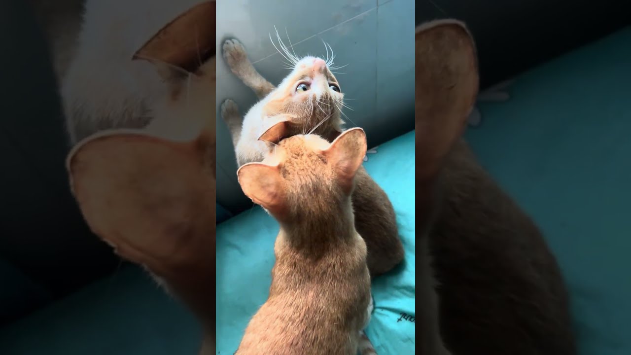 Cat 🐈 cute con meow vàng cam thích chọc ghẹo cats 🐈 minhon _Tom & queen 