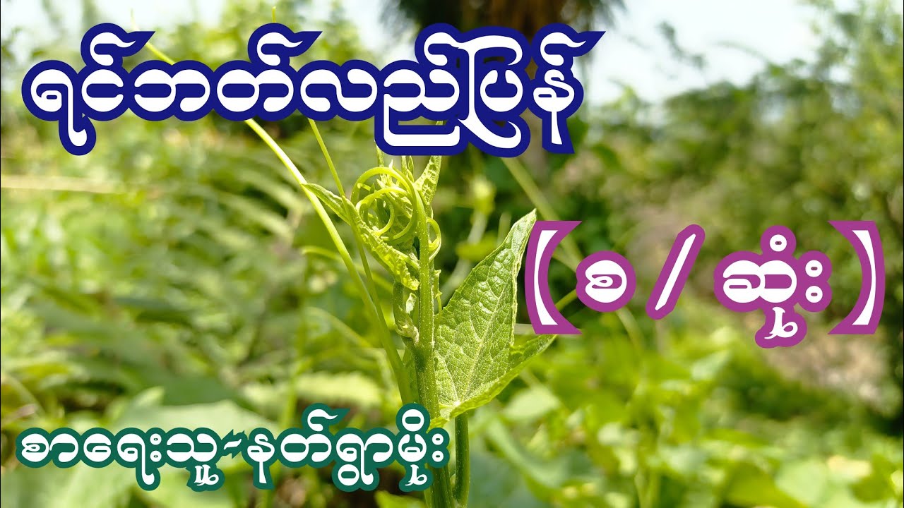 ရင်ဘတ်လည်ပြန် { စ / ဆုံး } စာရေးသူ-နတ်ရွားမိုး
