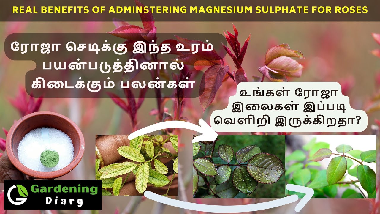 ரோஜா செடியில் ஆரோக்கியமான பச்சை இலைகள் கிடைக்க எப்சம் சால்ட் உரம்  - Healthy green leaves in rose