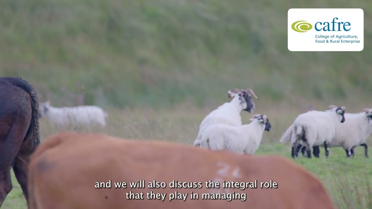 CAFRE & Teagasc Hill Farm Open Day