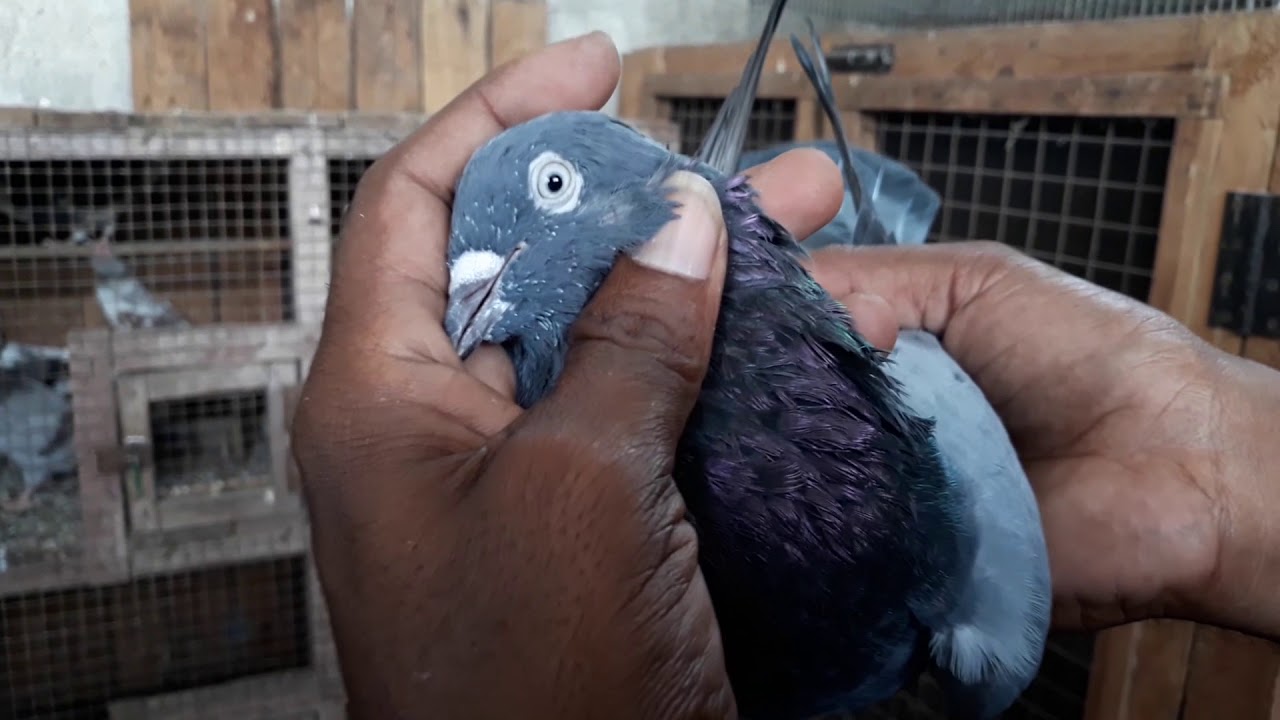 My friend  high flyer roller pigeon loft part 1