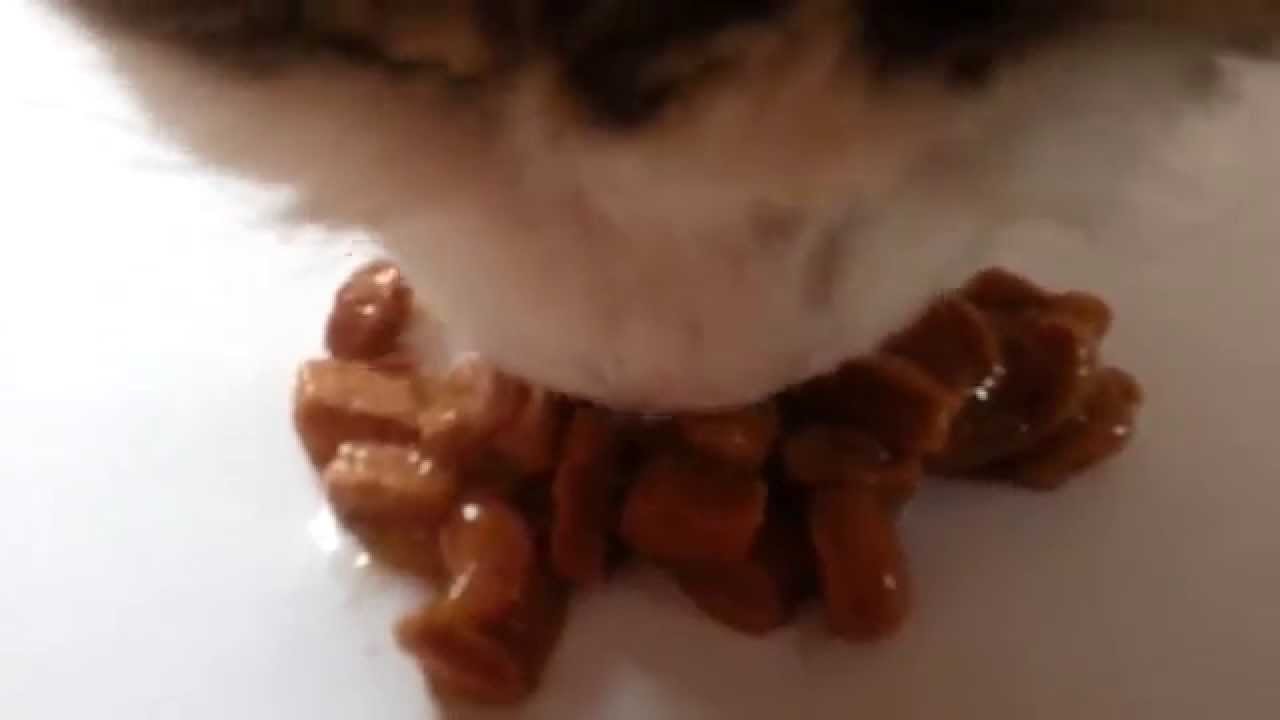 Hill`s Tender Chunks In Gravy, Chicken