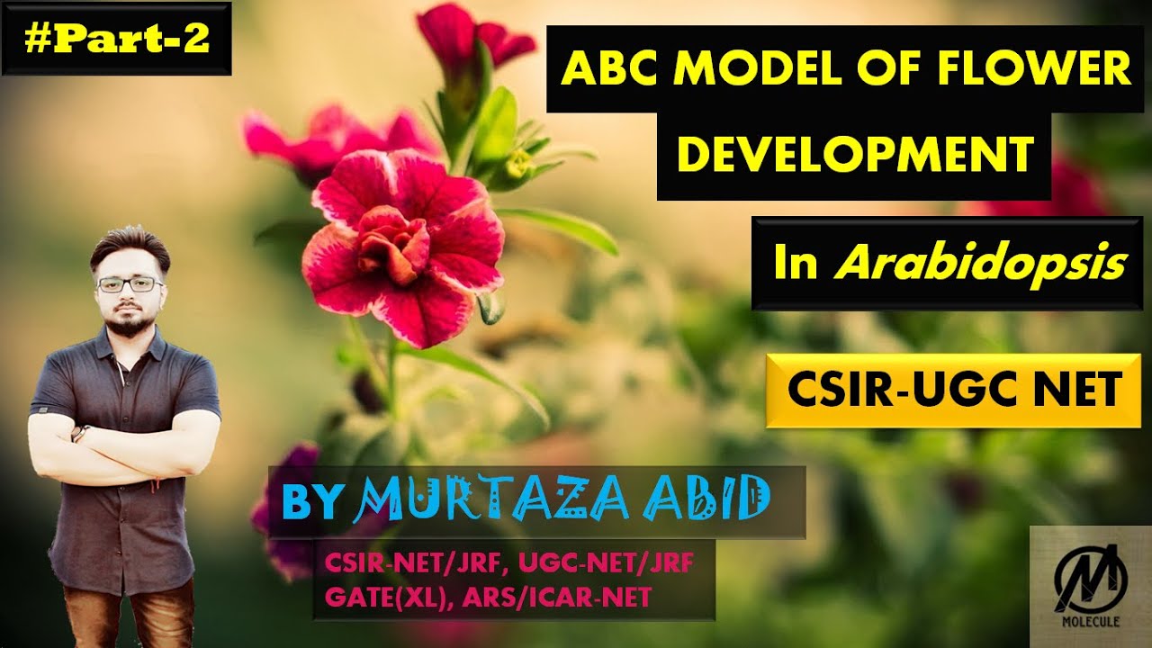 ABC Model of Flower Development in Arabidopsis thaliana || CSIR-NET, ICMR,  DBT, GATE(XL), M.Sc.