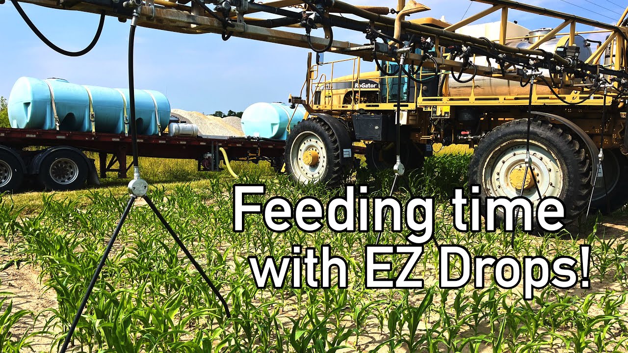 Feeding the corn with EZ Drops