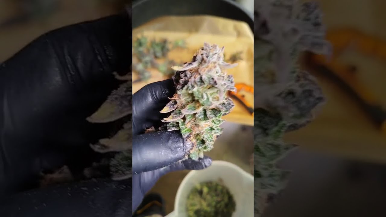 🍋 Super Lemon Haze x RS11 by Green House Seed Co.  #growerscommunity #cannabiscontent