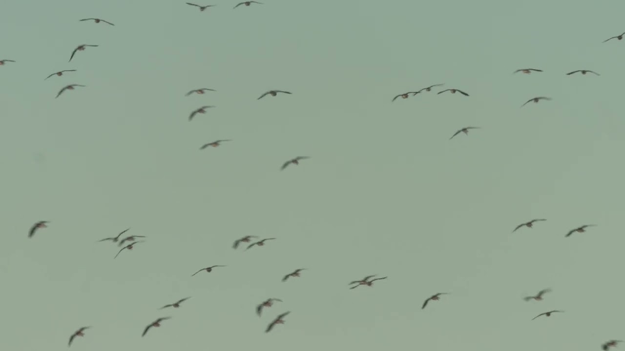 Jacana People - Lapwing ft. Anna Phoebe (Official Video)