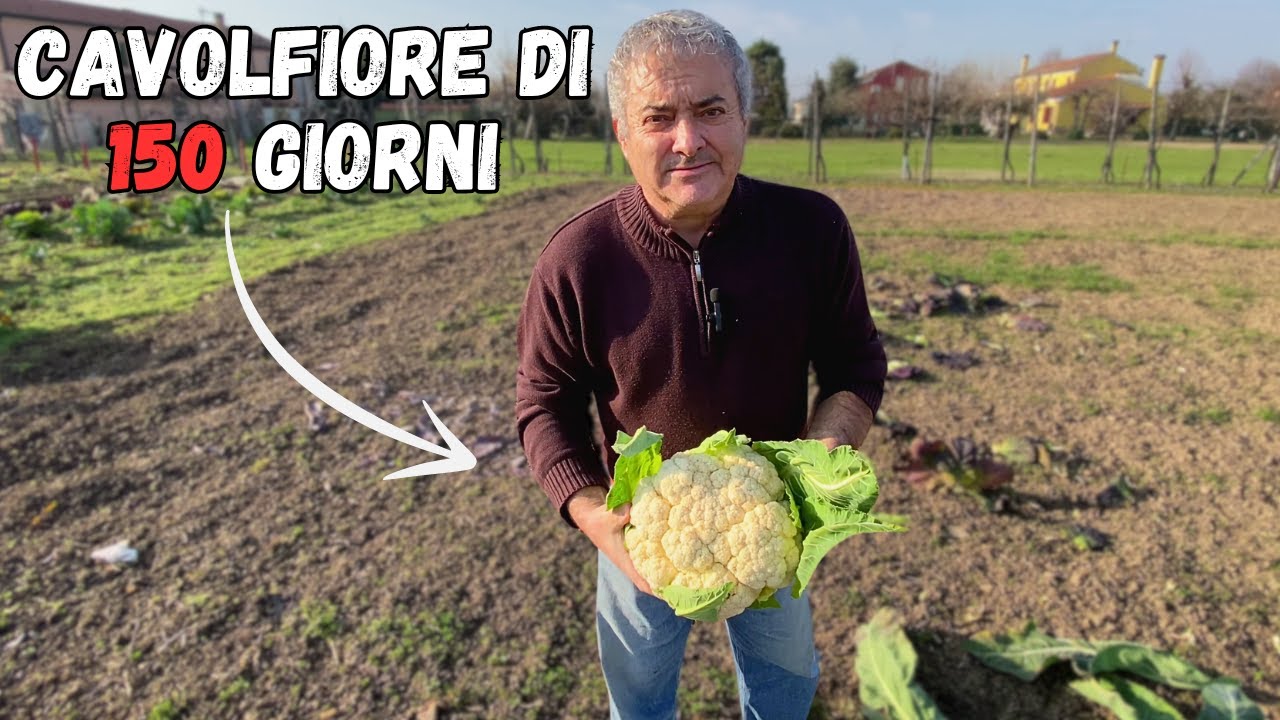 RACCOLGO i CAVOLFIORI dopo 150 GIORNI dal trapianto!