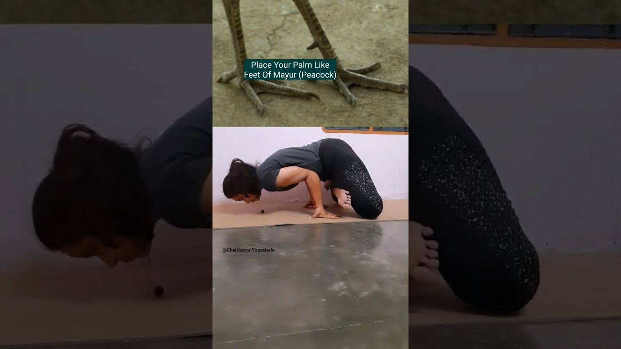 How to do Padma Mayurasana| Lotus peacock Pose| Variation 