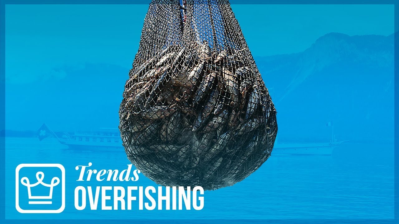 Overfishing: How Long Until We Run Out of Fish