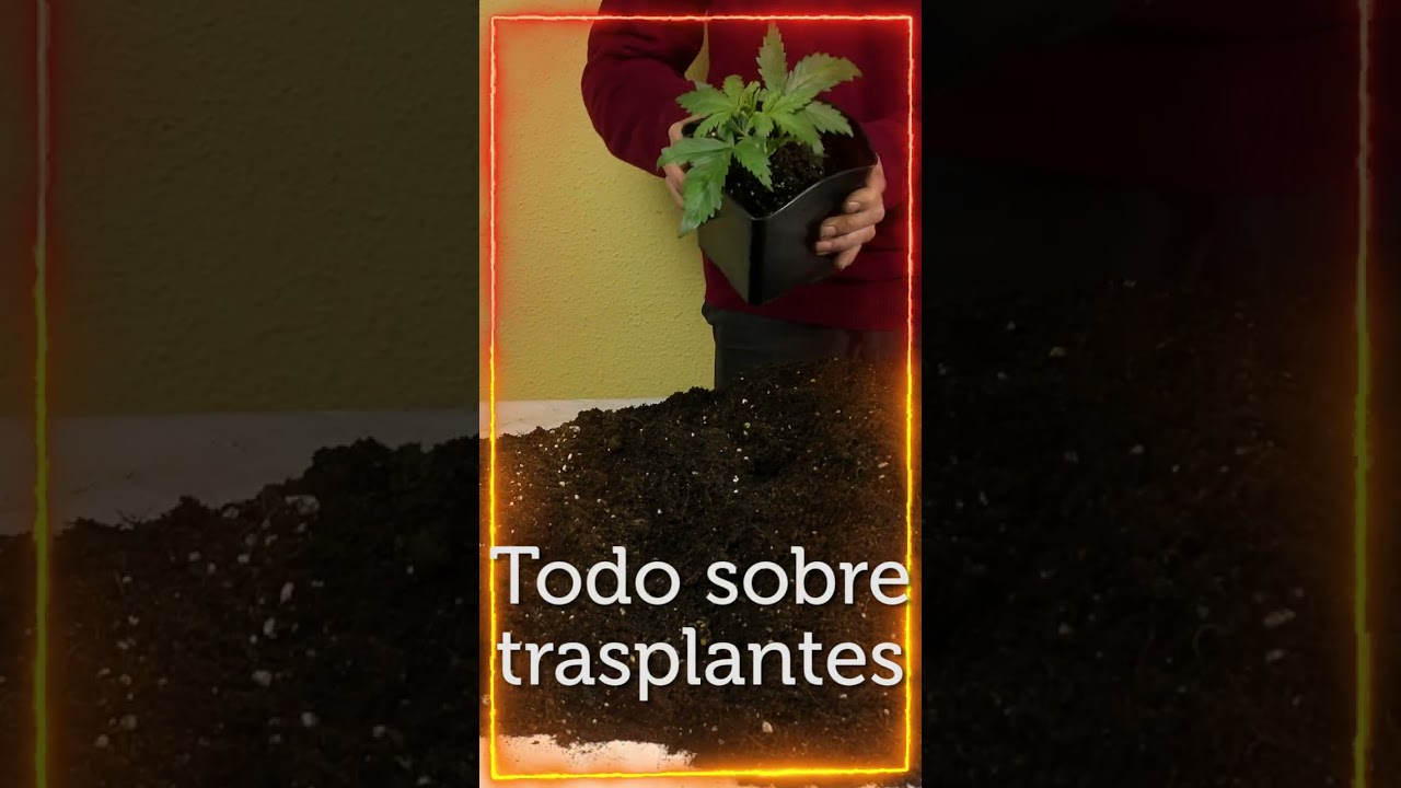 Todo lo que necesitas saber sobre #trasplantes en Topcultivo