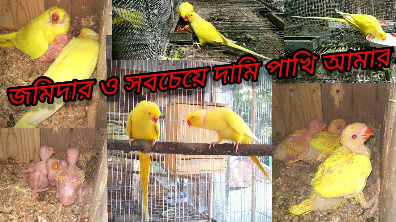টিয়া পাখির পালন || indian ringneck parrot || জমিদার ও সবচেয়ে দামি পাখি আমার || birds of village