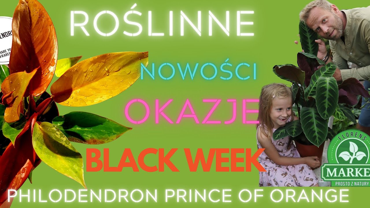 ŁATWE ROŚLINY w dobrej cenie🤑 Filodendrony kolekcjonerskie rośliny domowe
