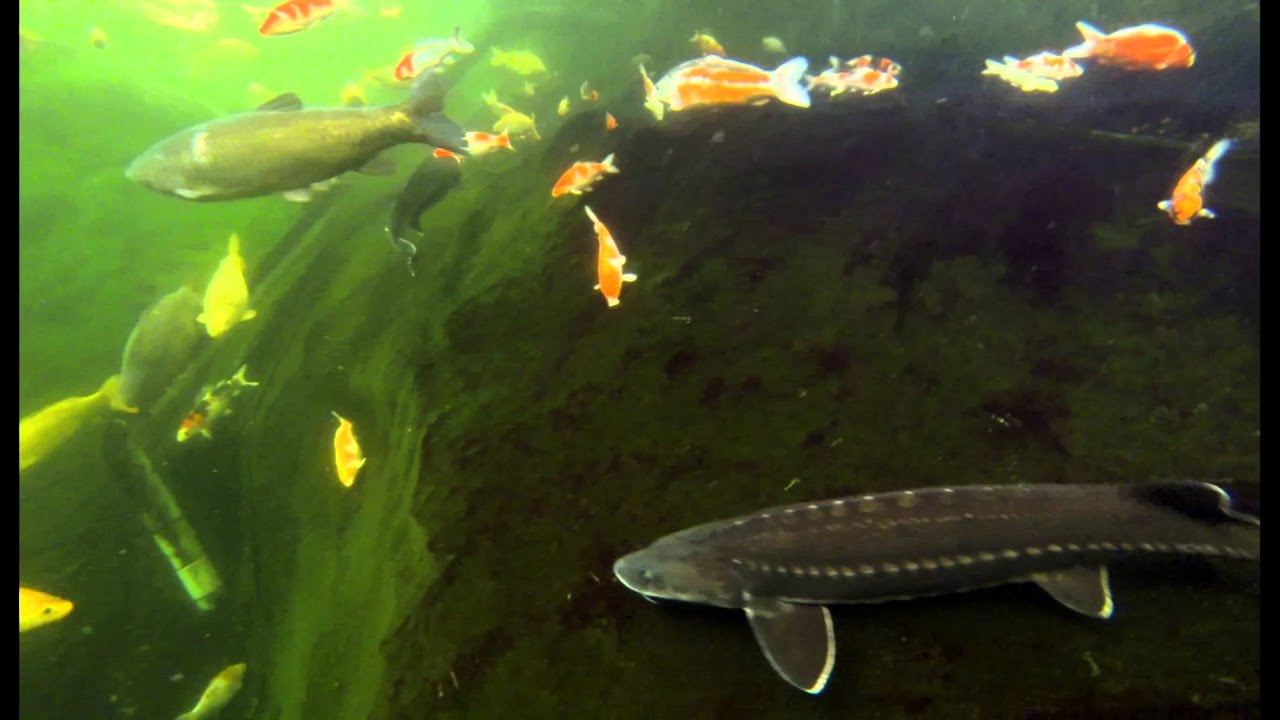 2k Fishpond video, sturgeons and Koi