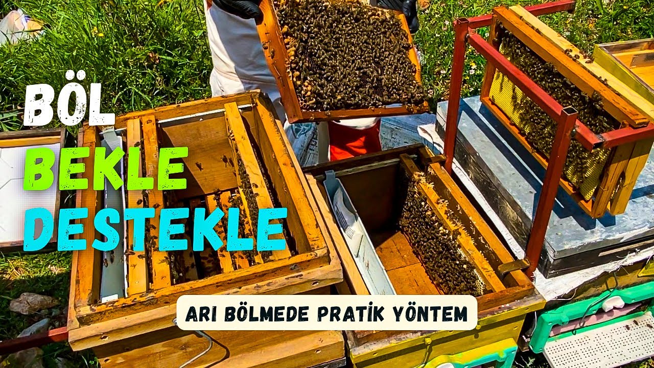Sadece 1 Çıtayla Yeni Kovan! | Güçlü Koloniler İçin Bölme Taktikleri