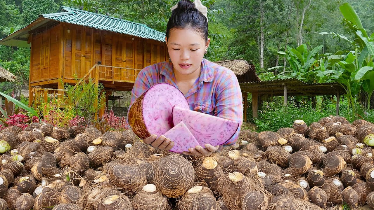 Harvesting Purple Taro in the Forest | Life, Daily Routine & Survival Vlog