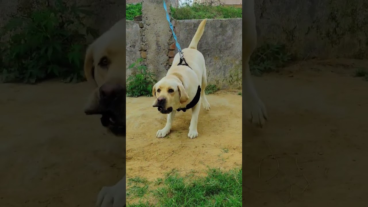 #Milo the labrador #mine #doglover #jattlife #danger #viral #shorts #csdl🐶❤️