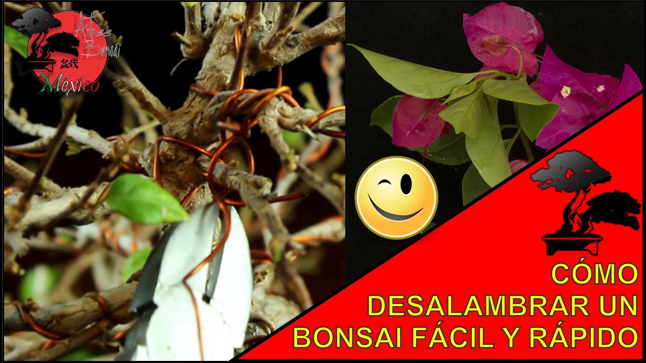 Manera RÁPIDA, FÁCIL Y SEGURA de DESALAMBRAR un Bonsai | BUGAMBILIA