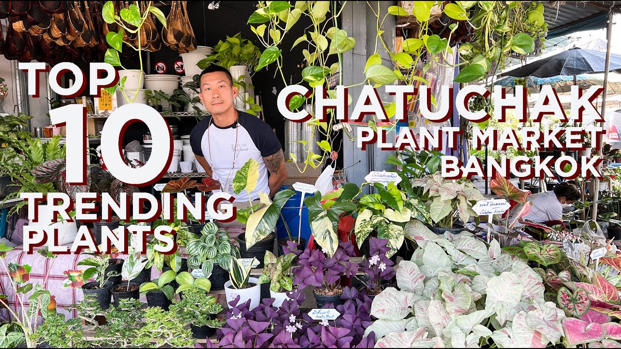 10 Trending Plants | Chatuchak Plant Market Bangkok Thailand