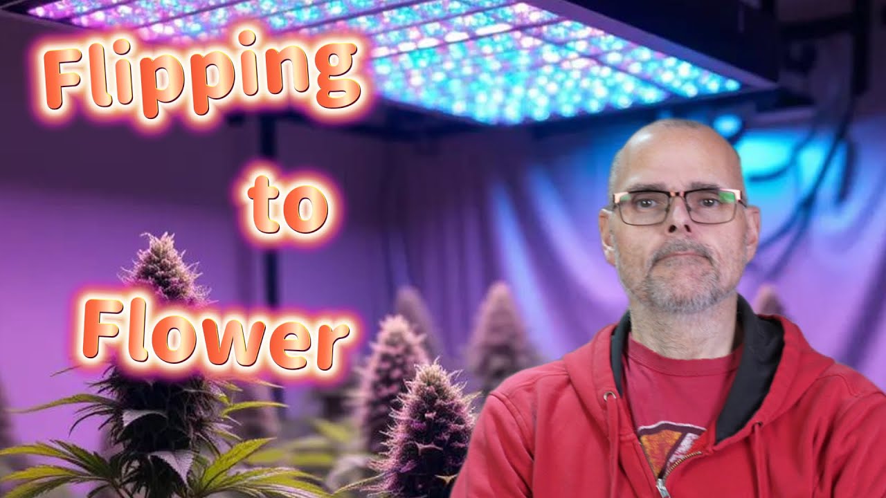 Hague Nights Update: Starting the Flowering Phase #marshydro #ts1000 #fce3000 #vg80