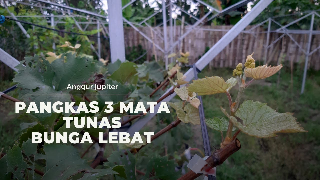 12 hsp pruning anggur jupiter
