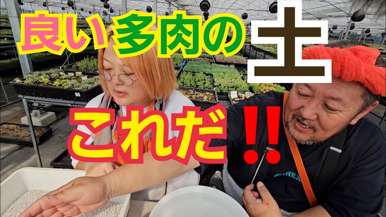 【多肉植物】【ガーデニング】良い多肉の土‼️これだ‼️2024年8月19日