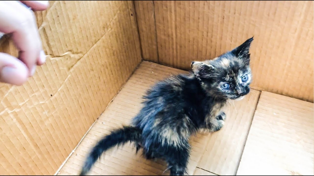 RESCATE DE GATITO BEBÉ ABANDONADO EN LA CALLE