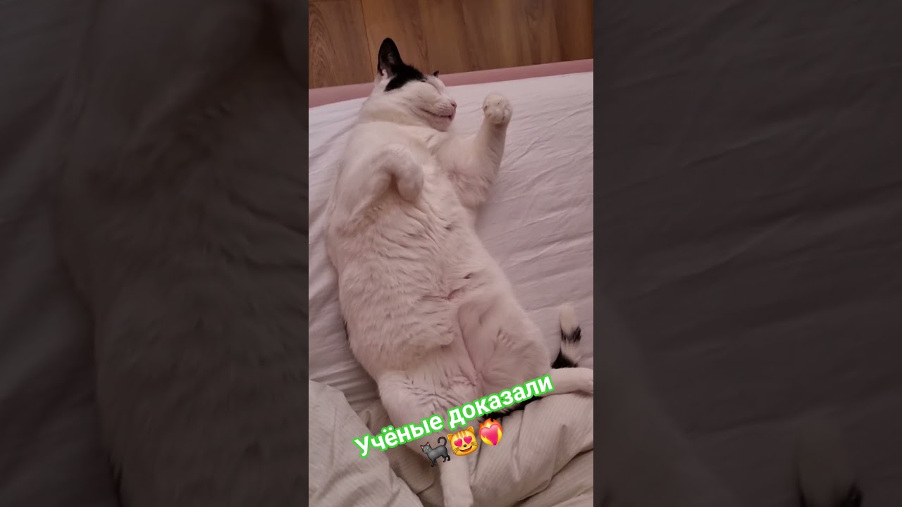 Стэтхэм про учёных🐈‍⬛😻❤️‍🔥 