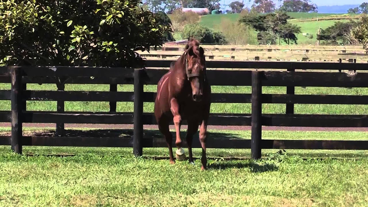 Red Giant: World's Fastest Horse over 2000m