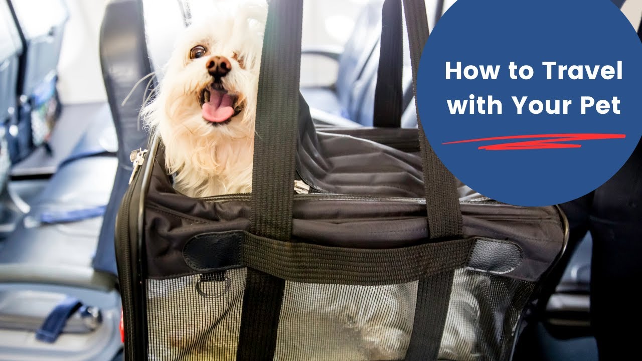 The Ultimate Guide to Traveling with Pets on a Plane