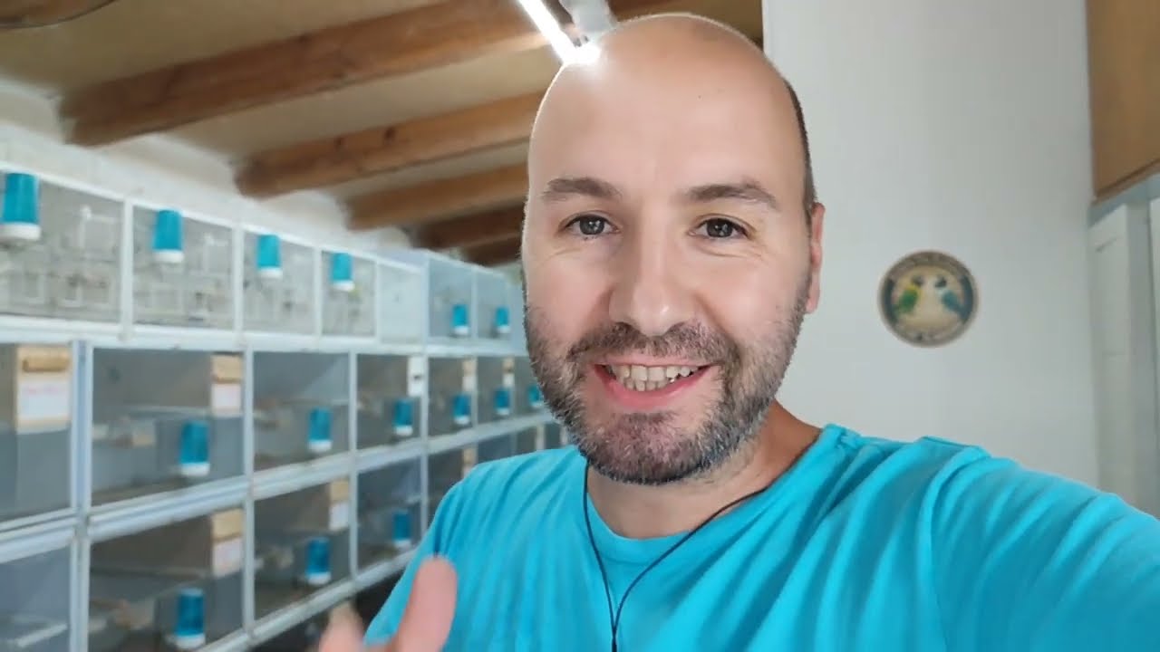 BVA Masters!! así nos fue en uno de los concursos de Agapornis más prestigiosos a nivel Mundial ✌️😬