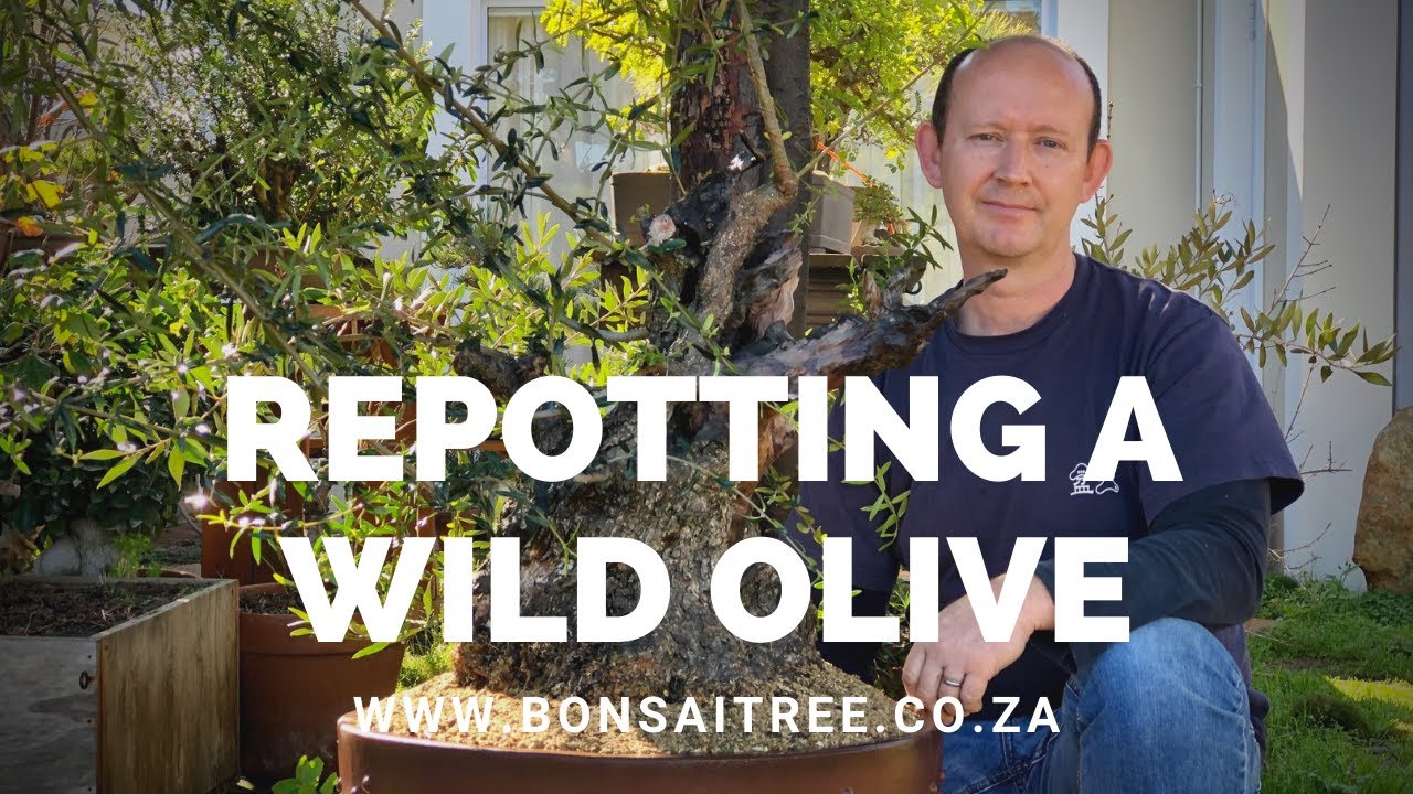 Repotting a collected wild olive