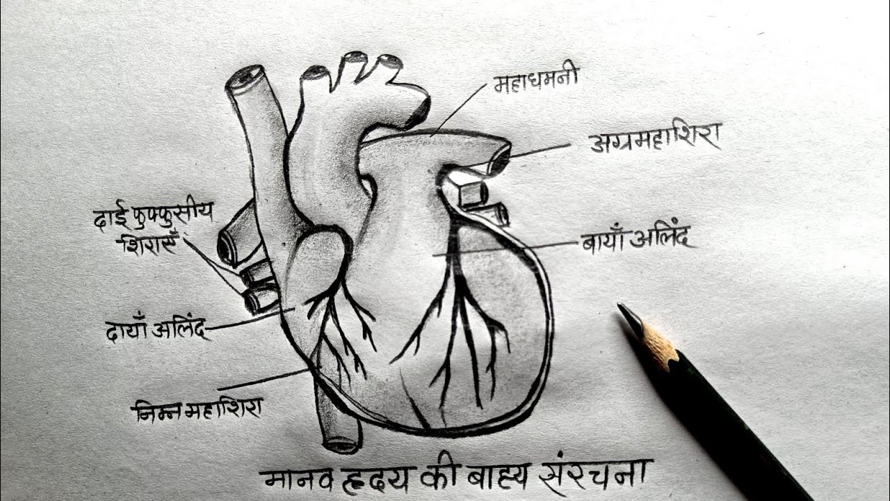 मानव हृदय का बाह्य चित्र बनाना सीखे✅ Human Heart Diagram Class10 science biology/Heart drawing easy