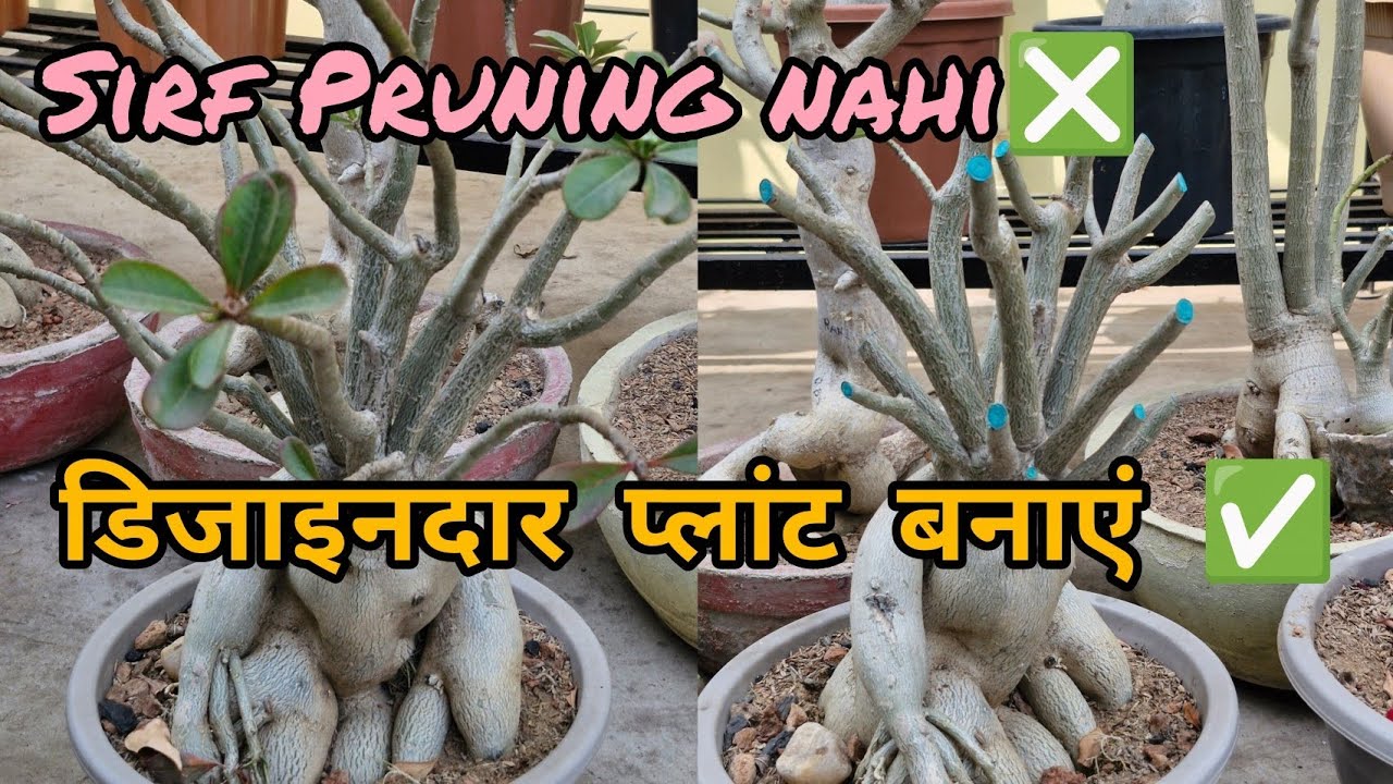 Aap Bhi Apne ADENIUM Ko BUSHY aur SUNDAR Bana Sakte Hain Bas EK SHAPE MEIN PRUN Karen 🥰