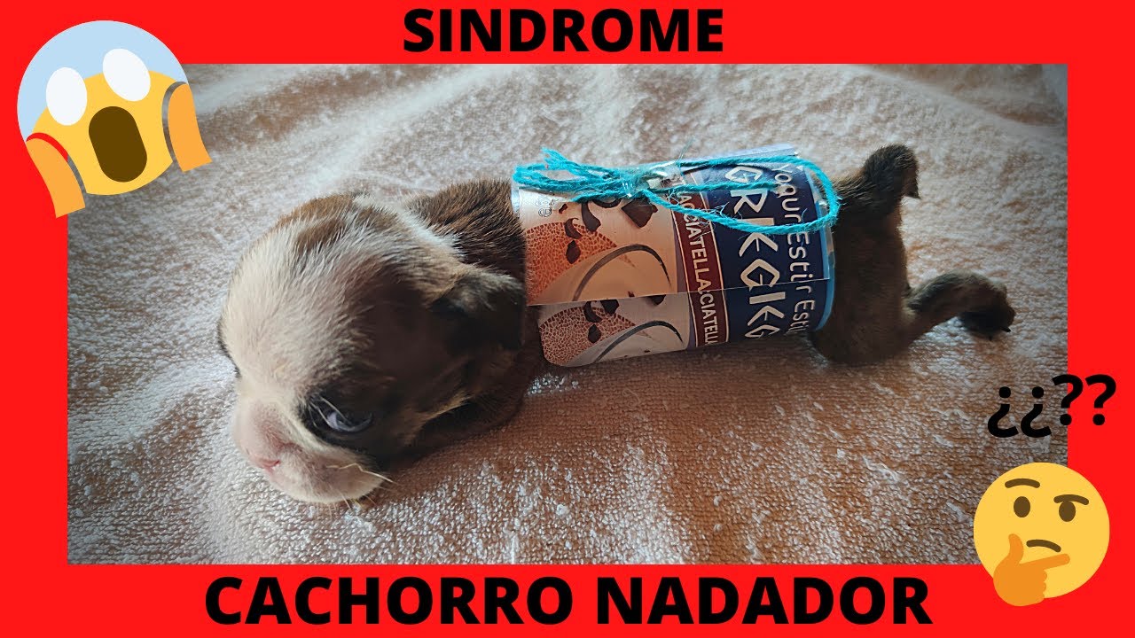 ⚠️⚠️😱COMO SALVAR la VIDA a CACHORRO SINDROME NADADOR!!!😱⚠️⚠️