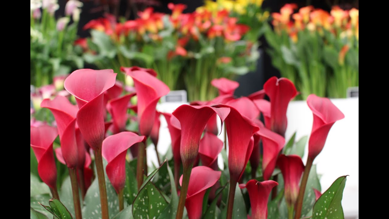 Planting Zantedeschia Rhizomes