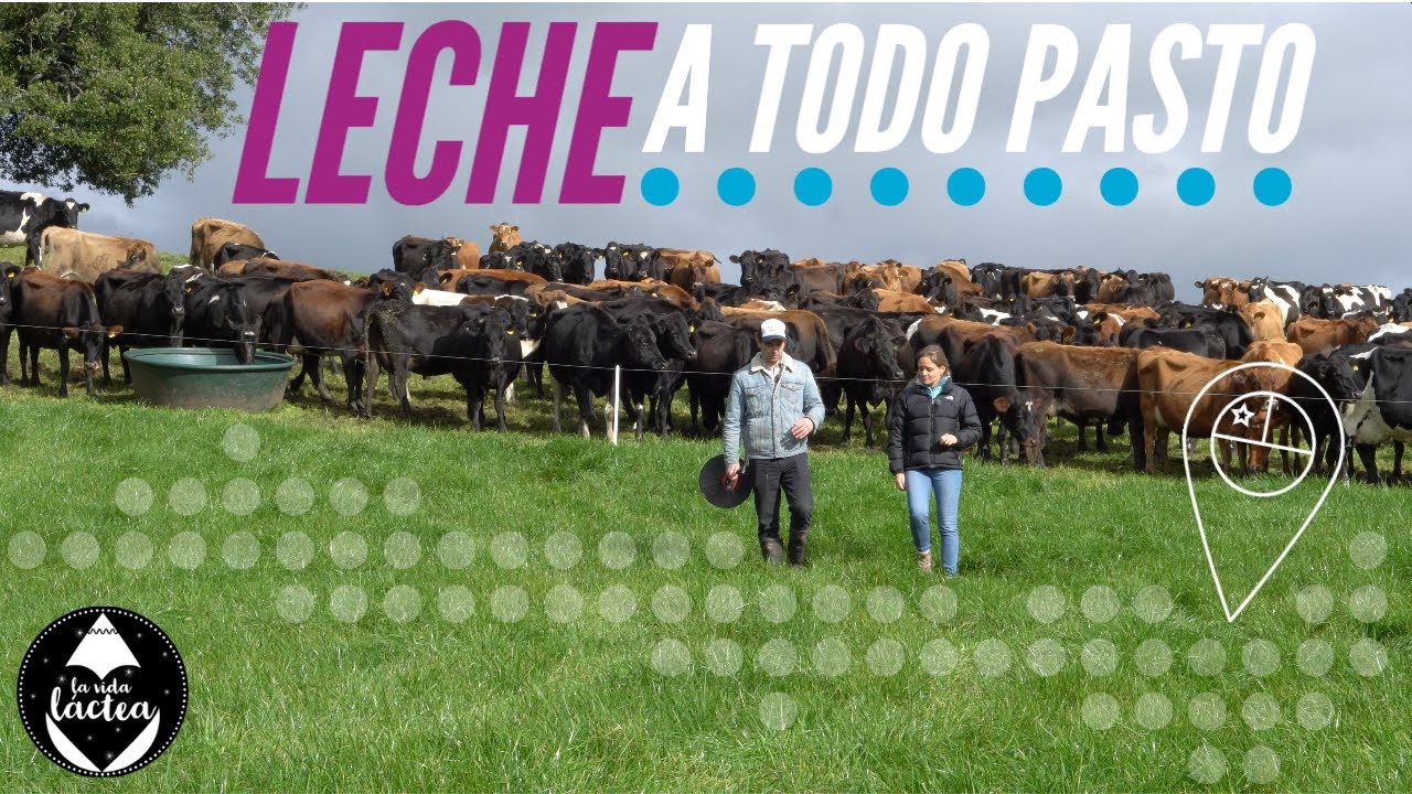 Capos de la pradera | Así se produce leche en el sur de Chile ( Parte II)