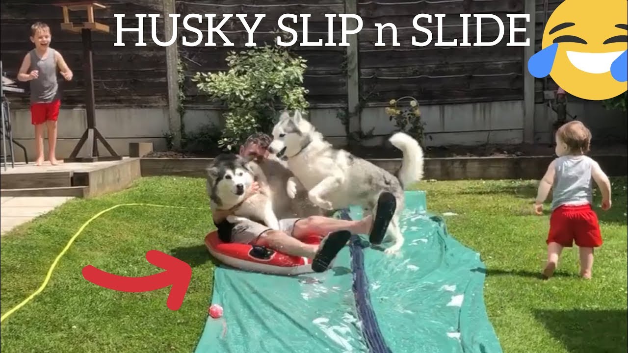 HUSKY & BABY SLIP N SLIDE FUN! [EPIC FUNNY FAIL]