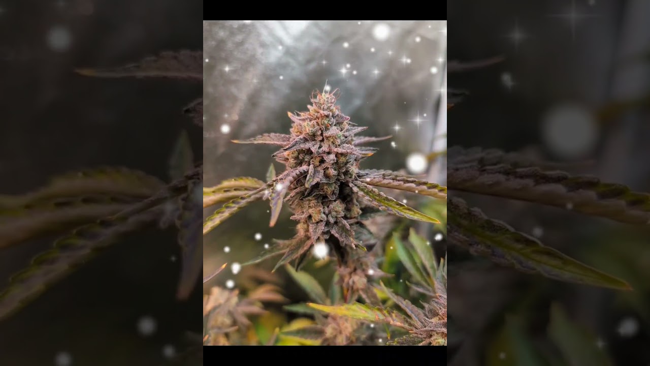 Night Owl Genetics