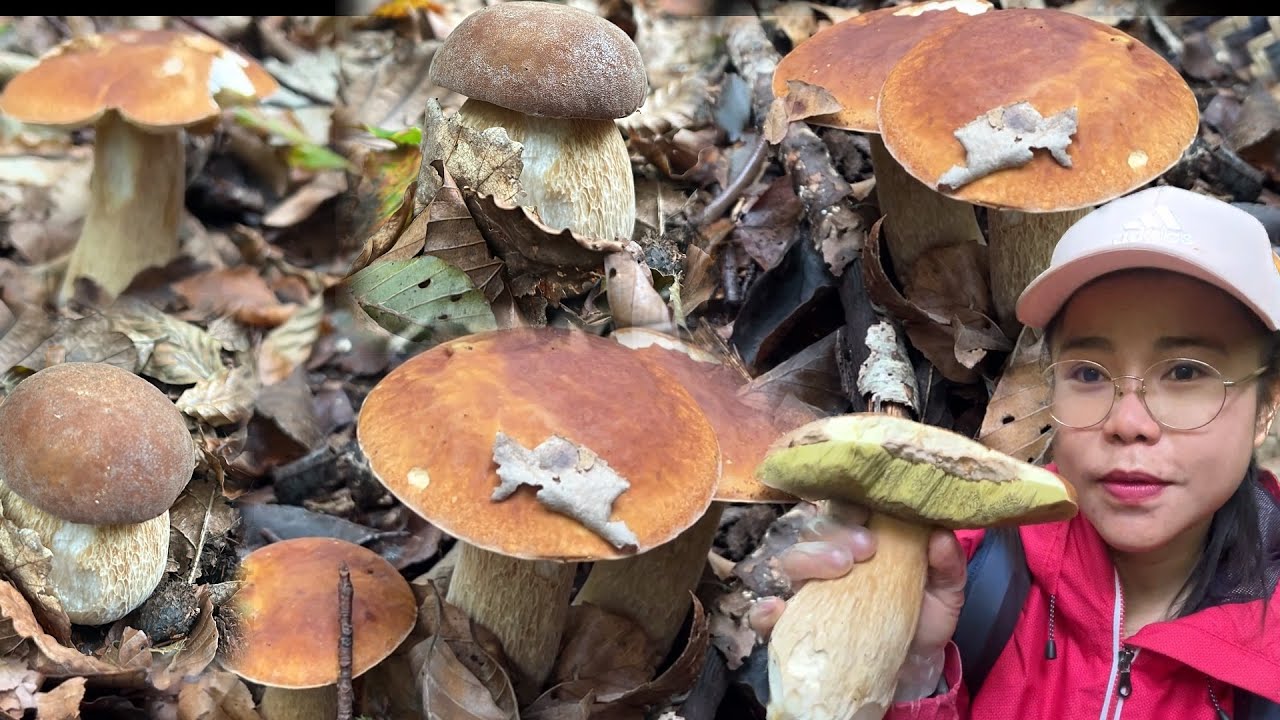 ไม่เคยเก็บเห็ดผึ้งฝรั่งเศส กลุ่มใหญ่ขนาดนี้ เจอกลุ่มนี้เต็มตระกร้า หมานสุดๆ#หาเห็ดฝรั่งเศส#หาเห็ด 