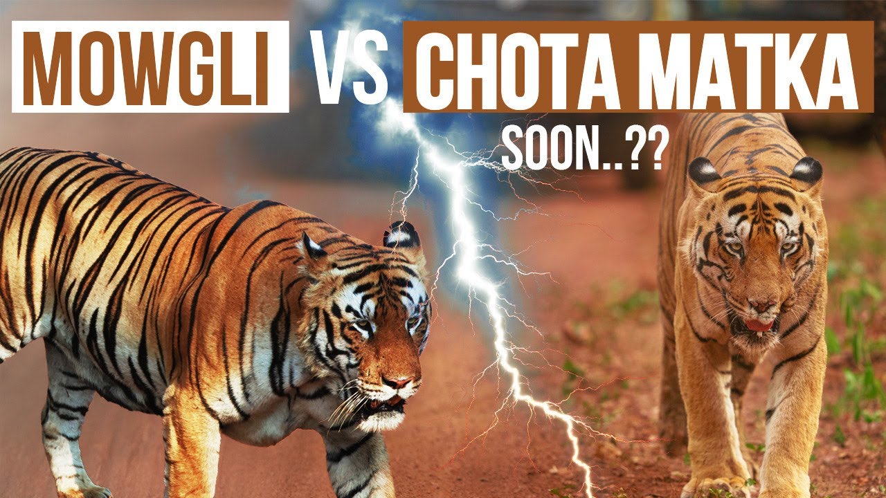 Mowgli Vs Chota Matka Soon? Tadoba's Tiger War - is Chota Matka ready?