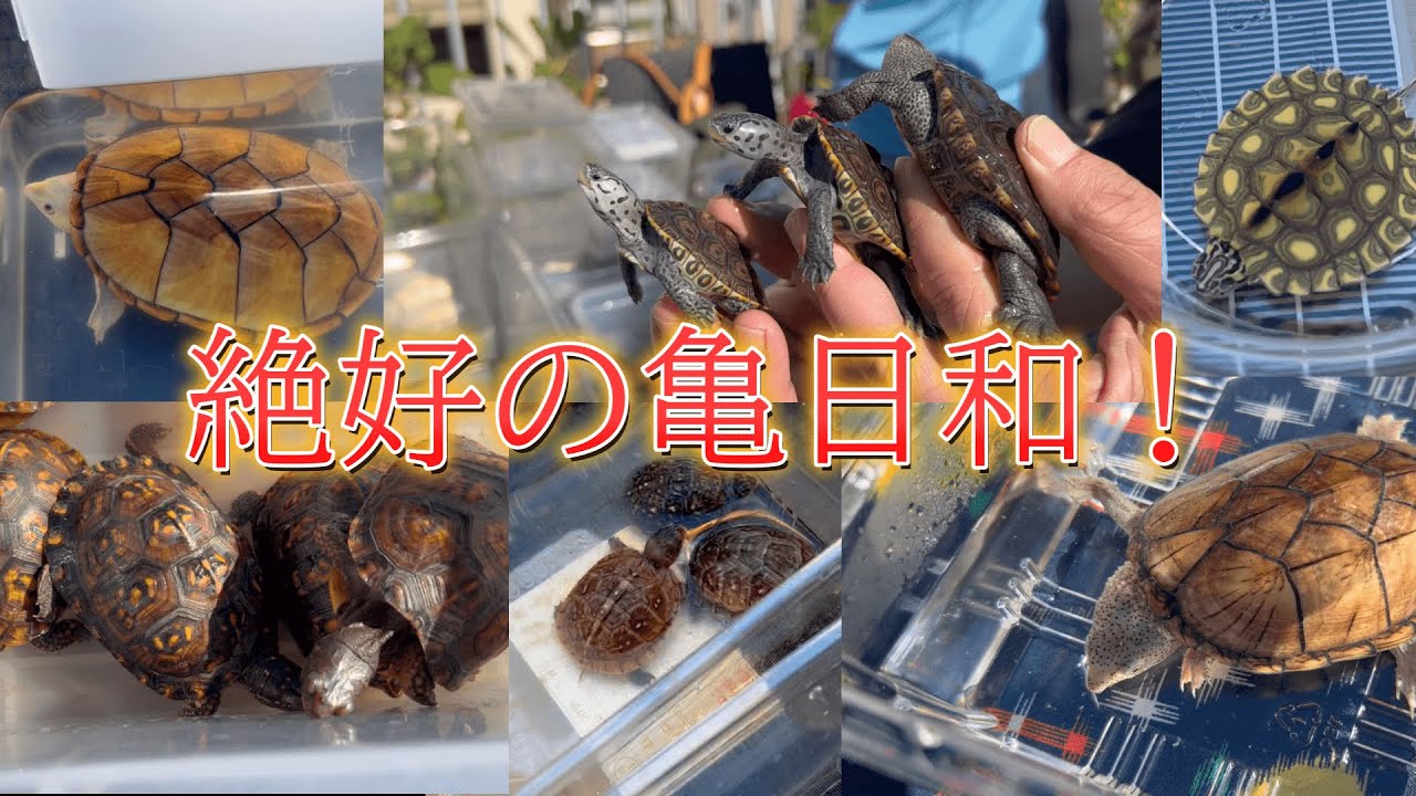 ドキッ!(お迎えもあるよ)亀だらけの激熱ブリーダーズイベント!!