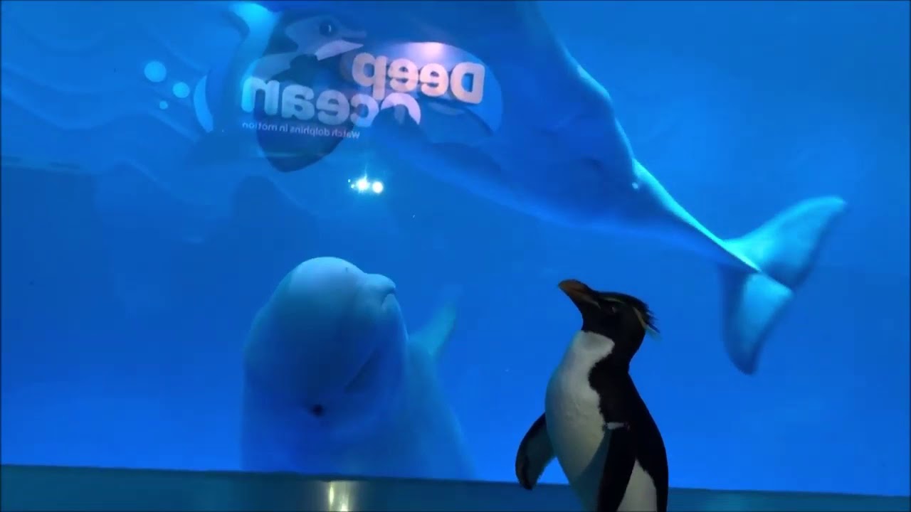 Penguin Kunjungi Paus Beluga Saat Aquarium Tutup Karena Corona
